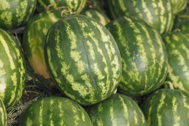 Taze karpuzlar güneş ışığı altında bir pazar yerinde bir yığın üzerinde otururlar..