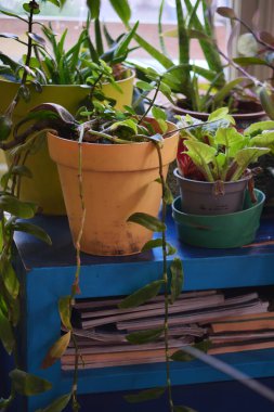 Aşağıda şarjörleri olan mavi bir rafa birkaç yeşil bitki yerleştiriliyor..