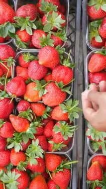 İnsanlar sıcak güneşte sepetlerden olgun çilekleri seçerler..