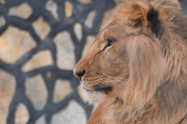 Bir aslan sessizce oturur, gün boyunca hayvanat bahçesine bakar..