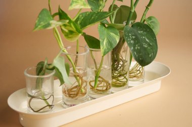 Su dolu cam kaplarda birkaç yeşil bitki yetişiyor..