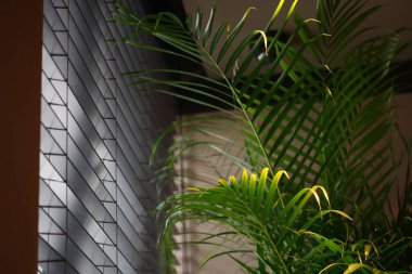 Perdelerin arasında parlayan ışıkla bir bitki pencerenin yanında duruyor..