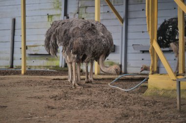 İki devekuşu bir çiftlikte yiyecek arıyor..