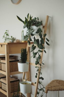 Yeşil bitkiler bir odadaki ahşap bir merdiven rafında sergilenir..