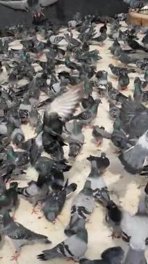 Birçok güvercin yerde yiyecek ve etkileşim arıyor..