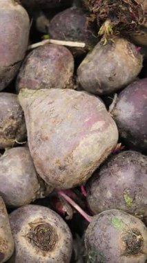 Çiftçiler sonbaharda bir çiftlikte yerden taze pancar toplarlar..