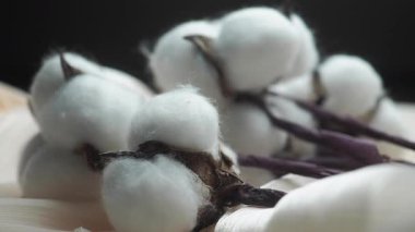 Pamuk bitkileri hasat için yumuşak beyaz liflerle gösterilir..