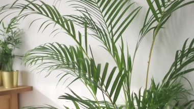 Daha iyi büyümek için iç mekanlarda palmiye bitkileriyle ilgilenmeyi öğrenin..