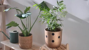 Bir rafta iki yeşil bitki ve parlak güneş ışığı.