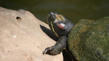Kaplumbağa, gün ışığında suyun yakınındaki bir kayanın üzerinde oturur ve sıcak günün tadını çıkarır..