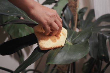 Kişi, kapalı alandaki kumaşla bitki yapraklarını temizler..