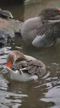 İki kaz gölet suyunda yüzüyor ve etraflarında dalgalar var..