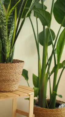 Kapalı alandaki bitkiler küçük ahşap bir masadaki çömleklere konur..