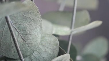 Yeşil Okaliptüs 'ün Yakın Çekimi Doğal Arka plan İçin Damarlı Yapraklar.