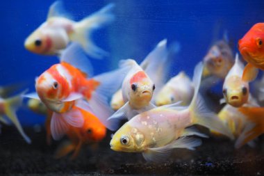 Japon balıkları temiz su ve mavi arka planda bir akvaryumun etrafında yüzerler..