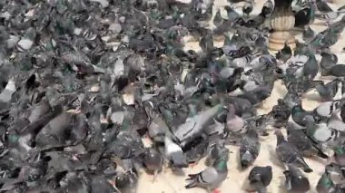 Birçok kuş gündüz vakti bir parkta yerde yemek yiyor..