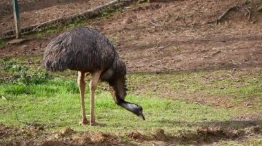 Bir devekuşu yerde otlarla besleniyor..