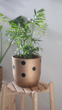 Tahta bir tabureye konmuş bir saksıda bir bitki görülür..