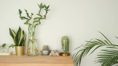 Bitkiler ve dekoratif eşyalar, açık renkli bir duvara karşı ahşap bir rafa konur..