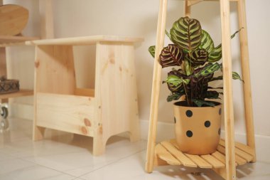 Tahta bir rafın yanında, bir saksının içinde bir bitki oturuyor..