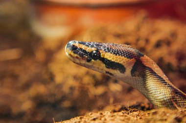 Gündüzleri bir yılan yatak odasının içinde dinlenir..