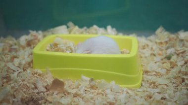 Sarı Kasedeki Beyaz Hamster.