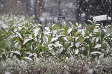 Gökyüzünden düşen yeşil yapraklar karla kaplanır..