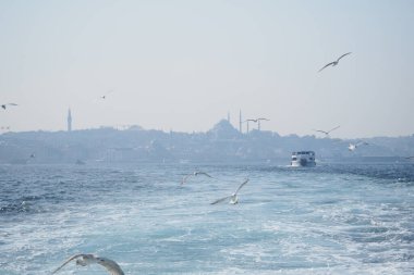 Kuşlar bir şehrin yakınında suyun üzerinde süzülür. Dalgaların arasından bir tekne geçiyor..