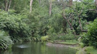 İnsanlar, bir su kütlesinin yanında ağaçların ve bitkilerin olduğu bir bahçeyi keşfeder..