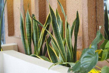 Yılan bitkilerinden oluşan yapraklar bir binanın duvarının yanında büyür..