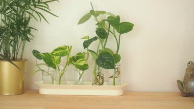 Test tüplerindeki bazı bitkiler evdeki ahşap bir yüzeye yerleştiriliyor..