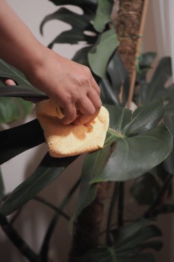 Bir insan kumaş kullanarak bir bitkinin yapraklarını temizler..