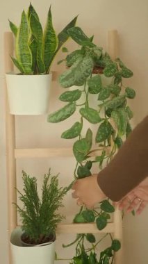 Bir insan yeşil yapraklı bir rafta duran kapalı alandaki bitkileri sular..