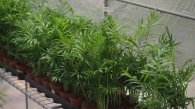 Yeşil bitkiler bir seradaki raflarda dizilmiştir..