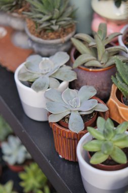 Öğleden sonra güneşli bir pazarda küçük bitkiler saksılarda dinleniyor..