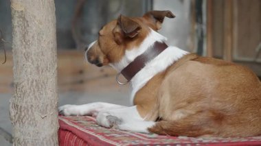 Bir köpek ağacın yanındaki paspasın üzerine uzanır ve dışarıda sakin bir anın tadını çıkarır..