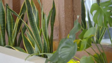 Bitkiler yeşil yaprakları ve parlak renkleri gösteren iyi ışıklandırılmış bir alanda büyür..