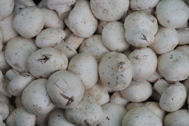 Mantarlar yerel bir markette satılık bir yığın halinde düzenlenir..