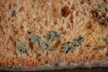 Ekmeğin yüzeyinde gözle görülür bir küf var, bu da bozulmayı gösteriyor..