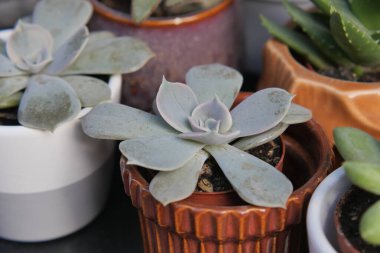 Enfeksiyonlar açık bir masadaki farklı saksılarda düzenlenir..