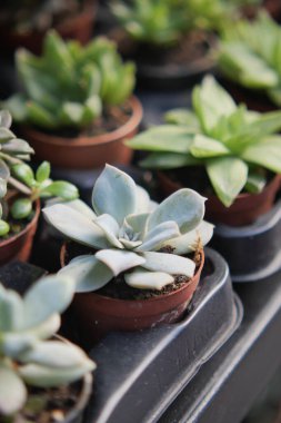 Rafa dizilmiş farklı çeşnili küçük saksılar..