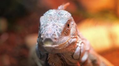 İguana etrafından dolaşır ve çevreyle etkileşim içindedir.