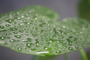 Bahçedeki yağmurdan sonra yeşil bir yaprağın üzerinde dinlenen su damlacıkları.
