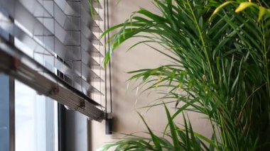 Parlak ışığı olan bir odada, pencerenin yanında büyüyen kapalı bitkiler..