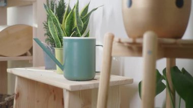 Bir insan, parlak bir odadaki ahşap bir rafta bitki yetiştirir..