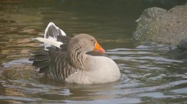 Bir ördek etrafında dalgalar oluşturarak berrak sularda yüzer..