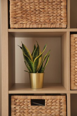 Yeşil bir bitki, örülmüş sepetlerle dolu bir rafta altın bir tencerede duruyor..