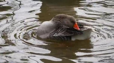 Bir kaz gün boyunca bir gölde yüzer ve tüylerini temizler..