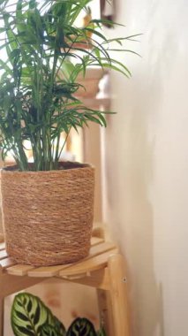 Işık odasındaki ahşap bir rafın yanındaki sepetin içinde bir bitki oturuyor..
