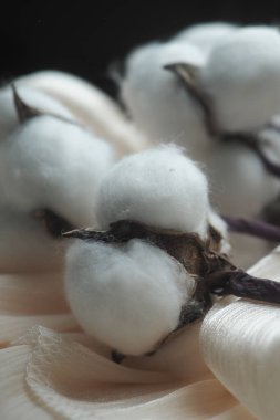 Cotton bolls rest on a light surface with soft fibers showing.